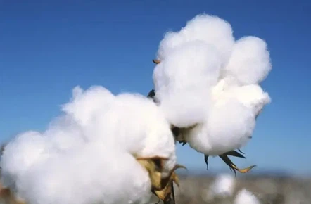 Long-staple cotton Long-staple cotton