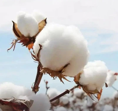 pima cotton pima cotton